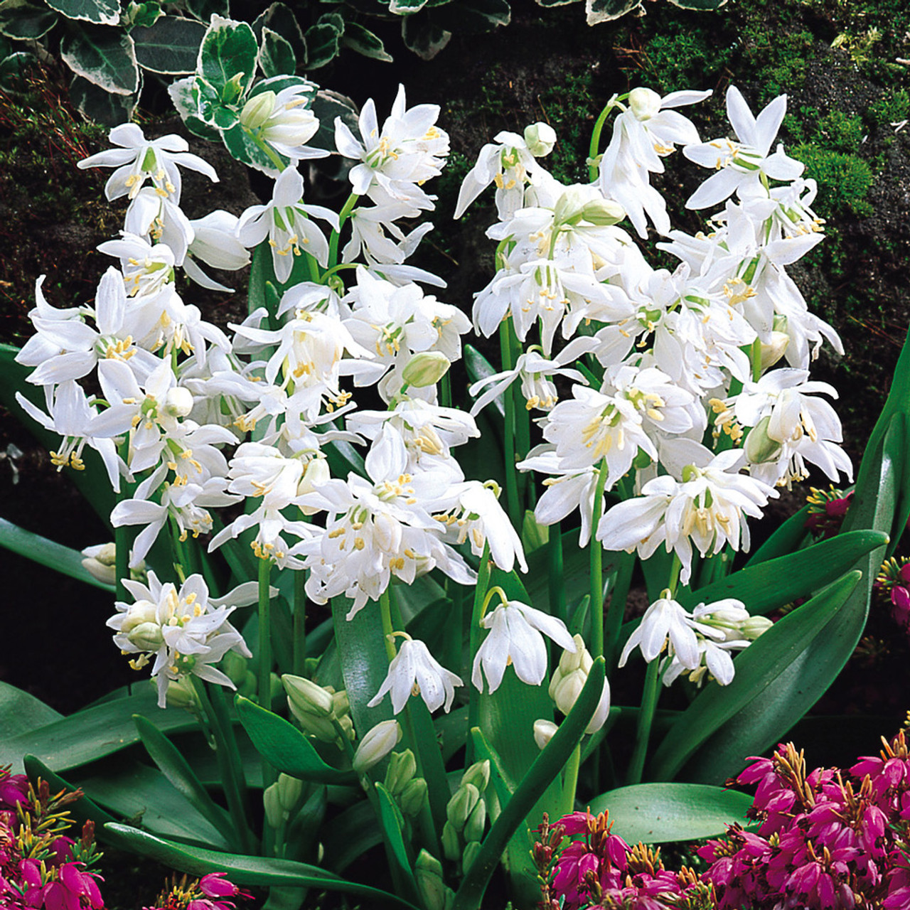 Scilla siberica 'Alba'